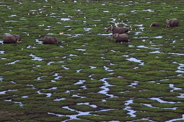 Foto aérea mostra elefantes caminhand em Parque Nacional Amboseli. (Foto: AFP Photo/Tony Karumba)