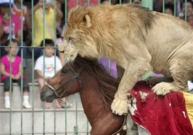 Espetáculo com animais explorados é cancelado na China. (Foto: Reprodução)