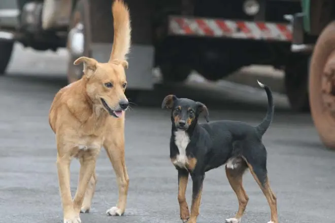 (Foto: Divulgação)