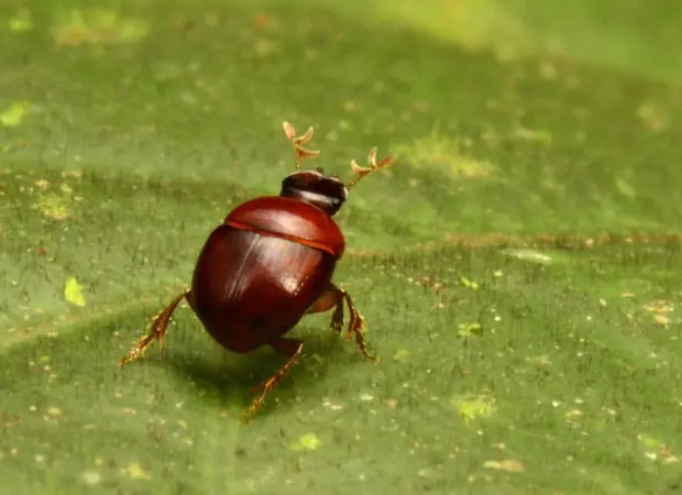 Exemplar de besouro-liliputiano que tem 2,3 milímetros e foi encontrado por pesquisadores na América do Sul (Foto: Divulgação/Trond Larsen/Conservação Internacional)