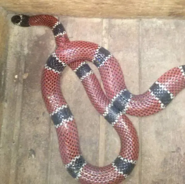 Cobra foi encontrada em quintal de casa (Foto: Djalmir Bonetto/bombeiros voluntários de São Francisco do Sul)