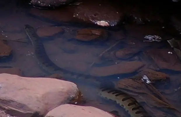 Cobra se escondeu e bombeiros não conseguiram fazer o resgate (Foto: Reprodução/TV Anhanguera)