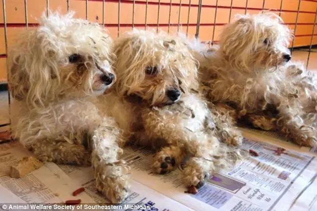 Abandonados: mais de uma dúzia de cachorros foi despejada perto de uma loja de animais em Troy, Michigan.