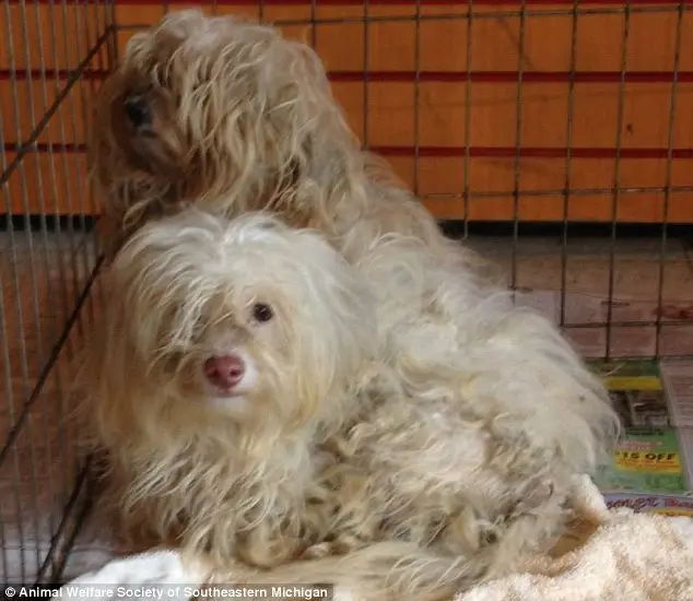 Desamparados: não se sabe o motivo pelo qual os cachorros foram abandonados.