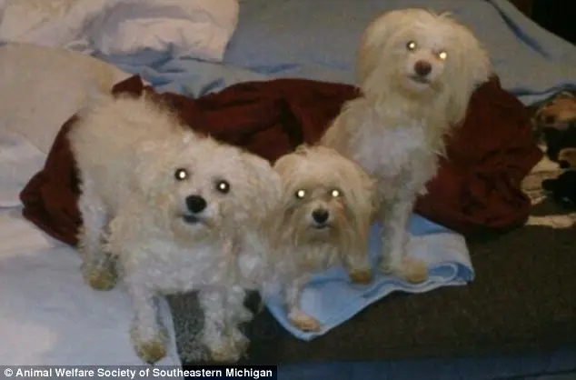 Companheiros: estes três poodles foram encontrados juntos e, em seguida, entregues a um lar adotivo.