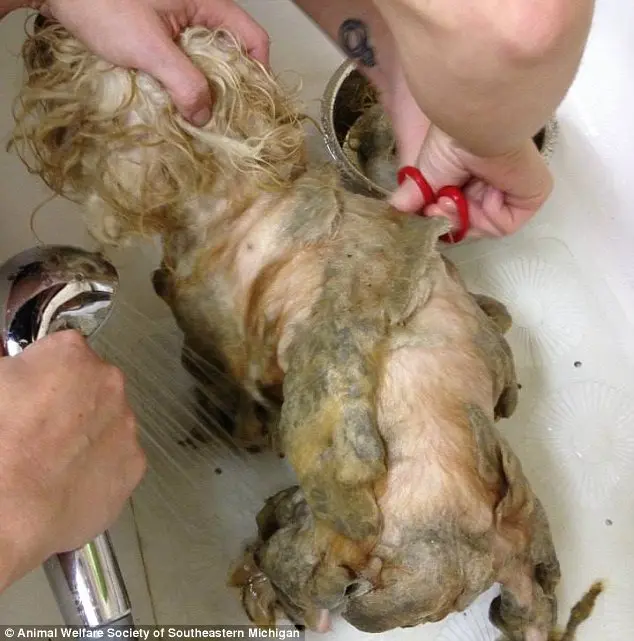 Cruel: os animais estavam em estado deplorável antes de serem limpos por trabalhadores.