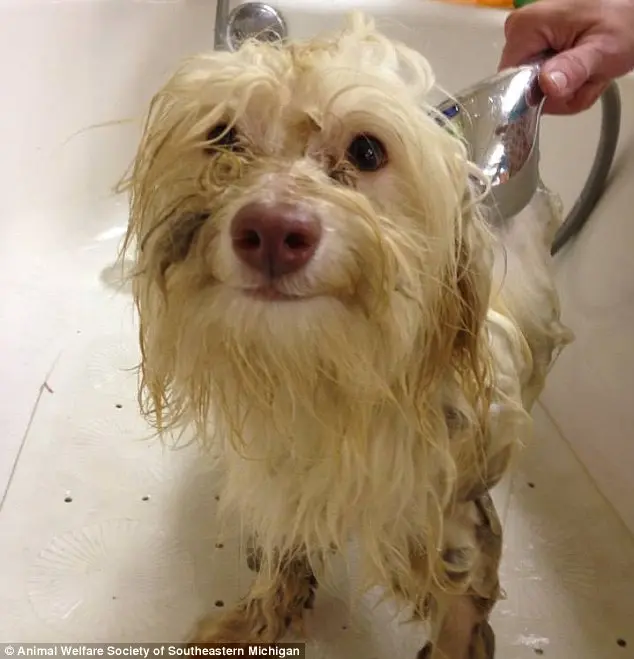 Animação: os cães reagiram bem ao banho e finalmente receberam os devidos cuidados.