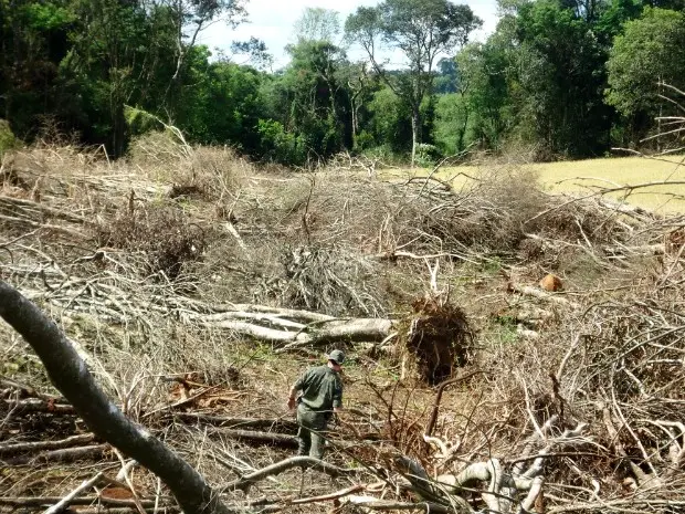 Em Francisco Beltrão, no sudoeste do Paraná, área de desmatamento de floresta totalizou 18 mil metros quadrados (Foto: Polícia Ambiental / Divulgação)