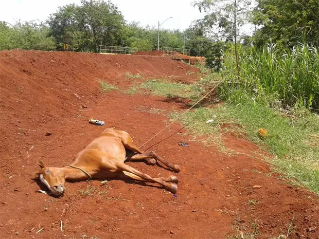 Égua estava amarrada pelo pescoço em terreno de Sertãozinho (Foto: Divulgação/Secretaria do Meio Ambiente de Sertãozinho)