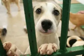 (Foto: Divulgação)