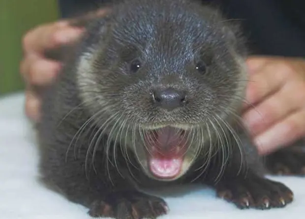 Bebê lontra foi encontrado no dia 3 de outubro vagando em estrada (Foto: Divulgação/Scottish SPCA)