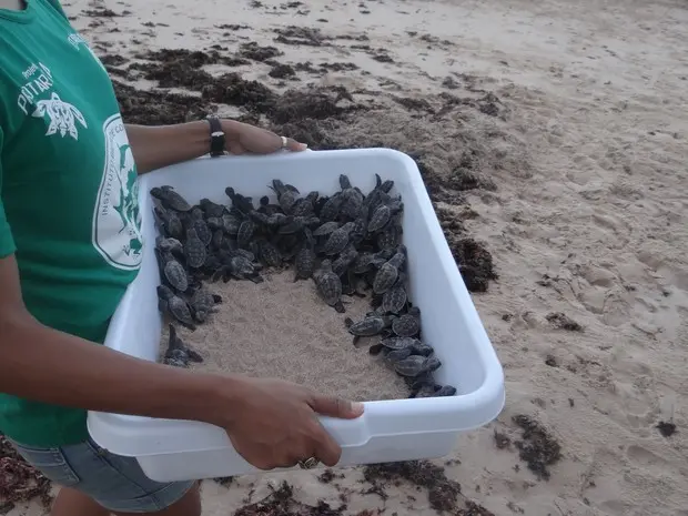 De mil filhotes de tartaruga, apenas um chega a idade adulta. (Foto: Fabiana De Mutiis/G1)