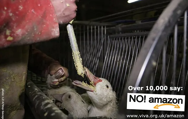 As aves foram mantidas em gaiolas pequenas, com pouco espaço para se movimentar e alimentados à força com grãos.