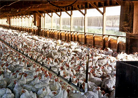 O arsênico é adicionado propositalmente à ração dos frangos e, o mais grave, é que o FDA confirma que suas próprias pesquisas demonstram que o arsênico fica depositado na carne do frango e, consequentemente, acaba sendo ingerido pelos humanos. (Foto: Reprodução)