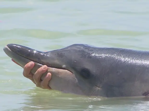 Golfinho foi encontrado morto na praia de Rio Doce, em Olinda (Foto: Reprodução/ TV Globo)