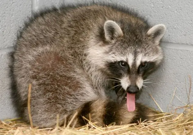 Percurso longo: Meeko, o guaxinim fêmea na foto, entrou em um contêiner de navio em Iowa, EUA, antes de viajar de trem até Halifax, no Canadá.