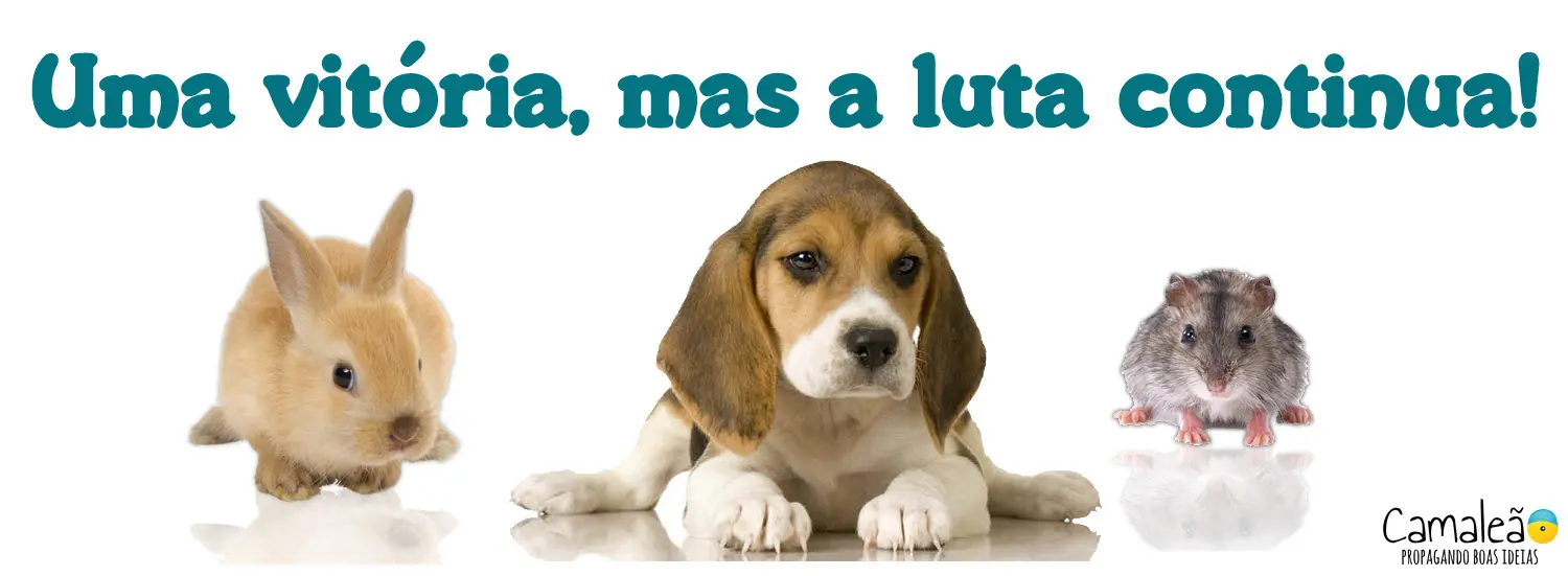 instituto-royal-são-roque-beagles-banner-vitoria