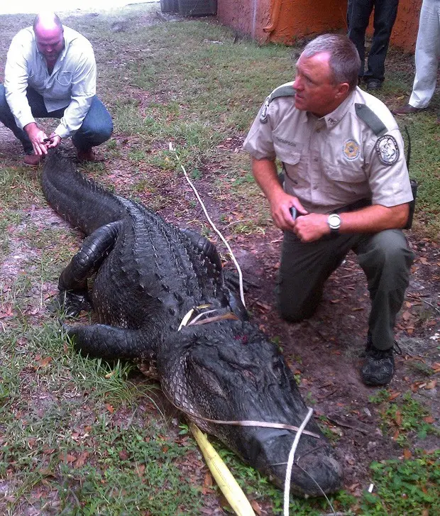 (Foto: Divulgação/Florida Fish and Wildlife Conservation Commission)