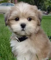  Foram encontrados e apreendidos 30 cães das raças Lhasa Apso, shitzu, yorkshire, poodle e pincher, que estavam vivendo em situação precária. (Foto: Reprodução)