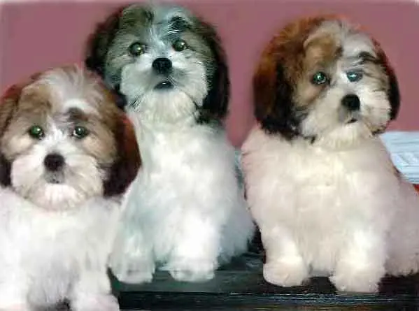 Animais era da raça lhasa apso (Foto: Reprodução Internet)