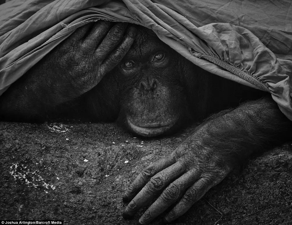 Vislumbre das emoções de animais em cativeiro que, de forma perversa, foram tirados de seu habitat natural que também está sendo destruído pela ganância humana. (Foto: Reprodução)