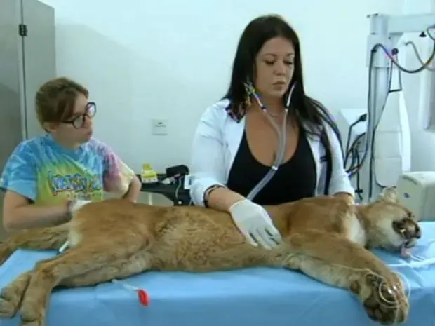 Veterinária analisa estado de saúde da onça na ONG Mata Ciliar (Foto: Reprodução/TV Tem)