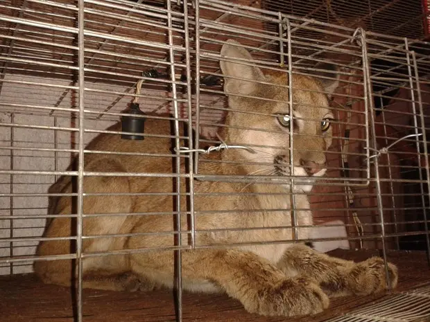 Animal foi encontrado por trabalhadores rurais e trazido para Bauru (Foto: Corpo de Bombeiros/Divulgação)