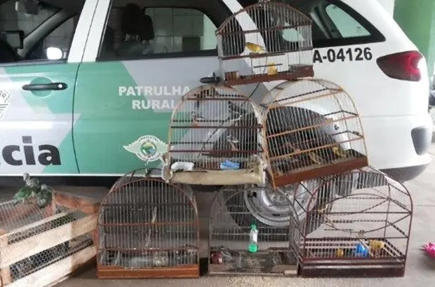 (Foto: Divulgação / Polícia Ambiental)