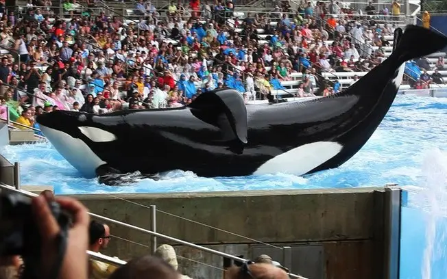 Tilikum nasceu em 1983 e foi capturada perto dos mares da Islândia. Depois de ser transportada para Vancouver, em um parque local, foi enviada para o SeaWorld. (Foto: AP/ Magnolia Pictures)