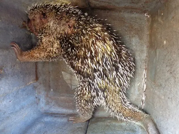 Animal foi encontrado ferido em casa no Bairro Shopping Park (Foto: Divulgação/ G1)