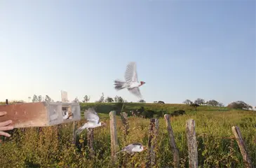 Aves foram soltas em trecho de cerrado rodeado de açudes e vegetação nativa. (Foto: Divulgação/ CPRH )