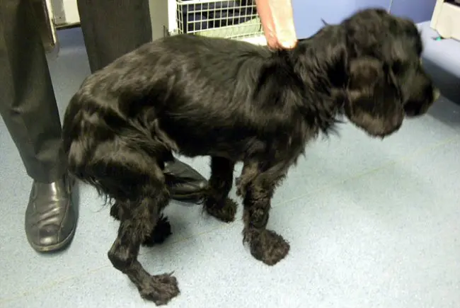 Faminto e desidratado, o cão comeu um guarda-chuva (Foto: Divulgação/RSPCA)