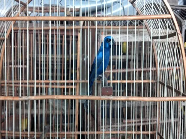 (Foto: Polícia Militar de Meio Ambiente/Divulgação)