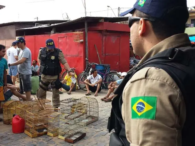 Operação foi realizada pela PRF e Ibama (Foto: Divulgação/PRF)