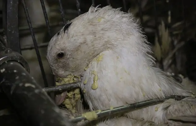 Criando um precedente: a Amazon tomou uma "liderança ética" e retirou mais de 100 produtos de foie gras de seu site na sequência de pressões do Reino Unido de ativistas dos direitos dos animais.