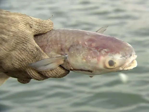 Milhares de peixes aparecem mortos próximo ao Porto de Santos, SP (Foto: Reprodução/TV Tribuna)