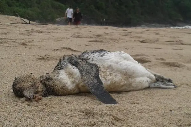 Pinguim morto apareceu na Praia do Buraco - Foto: Marcos Porto / Agencia RBS