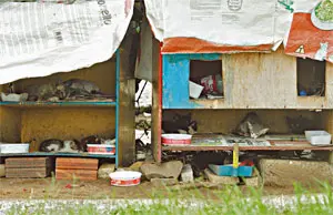 No Polo de Lazer Gustavo Braga, no bairro Damas, moradores construíram abrigos para os gatos. No entanto, no último dia 26, 20 felinos foram encontrados mortos na área, provavelmente por envenenamento (Foto: Alex Costa)