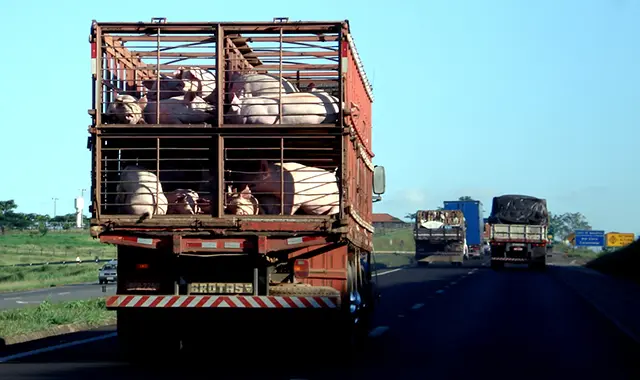 Escaparam de um destino cruel para outro (Foto: Reprodução Internet)
