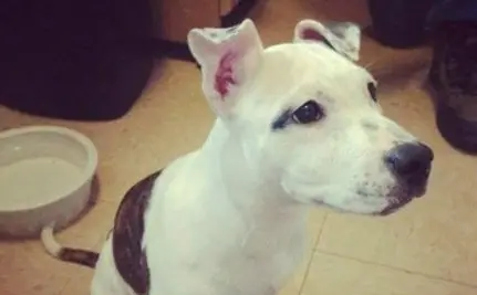 A nova tutora de Kiya se livrou dela alguns meses depois, aparentemente, porque não a queria mais ou não poderia cuidar dela. De alguma forma, Kiya acabou nas mãos de monstros. (Foto: Reprodução)