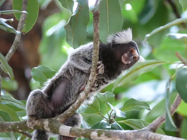 Macaco sagui. (Foto: Reprodução)