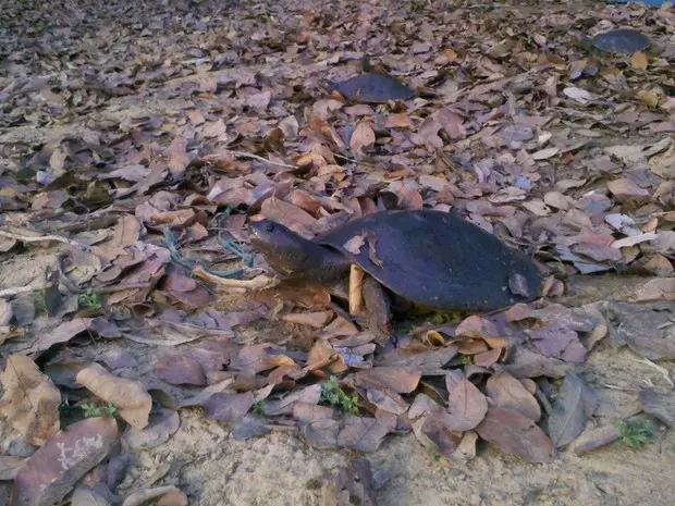 Após serem retiradas do Lagoão, as tartarugas são levadas para outro lago e vão sozinhas para a água (Foto: Clifton Morais / TV Anhanguera)