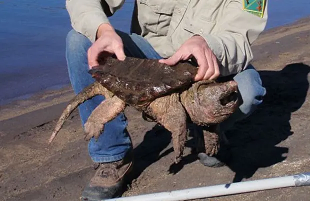 (Foto: Oregon Department of Fish and Wildlife/Divulgação)