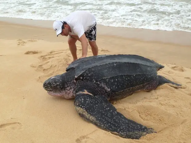 Tartaruga rara encontrada na Bahia (Foto: Adriana Massa Regina Marchetti Moraes / Arquivo Pessoal)