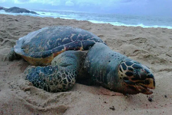 (Foto: Divulgação)