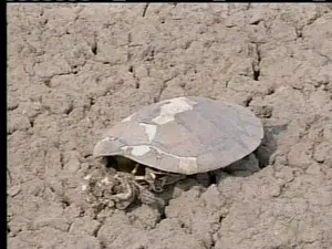 Lago seca e tartaruga morre por falta de água em Formoso do Araguaia (Foto: Reprodução/ TV Anhanguera)