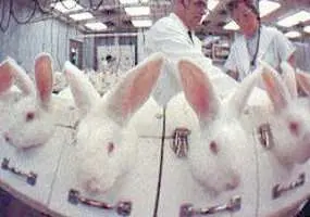 Coelhos imobilizados em testes (Foto: Reprodução)
