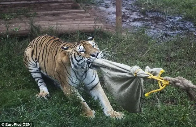 O jogo de cabo-de-guerra com um tigre foi condenado como impróprio por ativistas dos direitos dos animais depois que surgiu num zoológico chinês