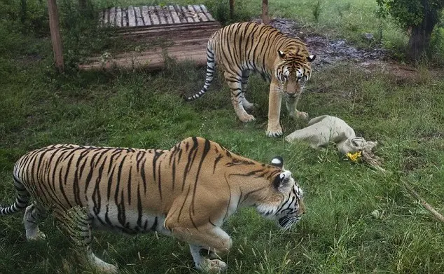 Os felinos são atraídos para puxar um saco contendo uma galinha viva.