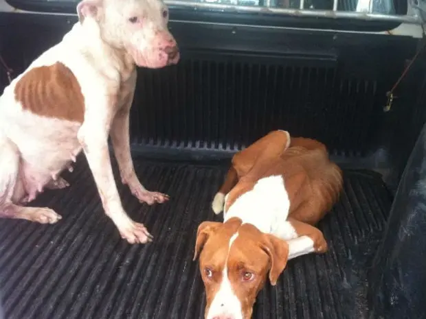 As duas cadelas foram encaminhadas para uma clínica veterinária (Foto: Adriana Fratini/Band FM)